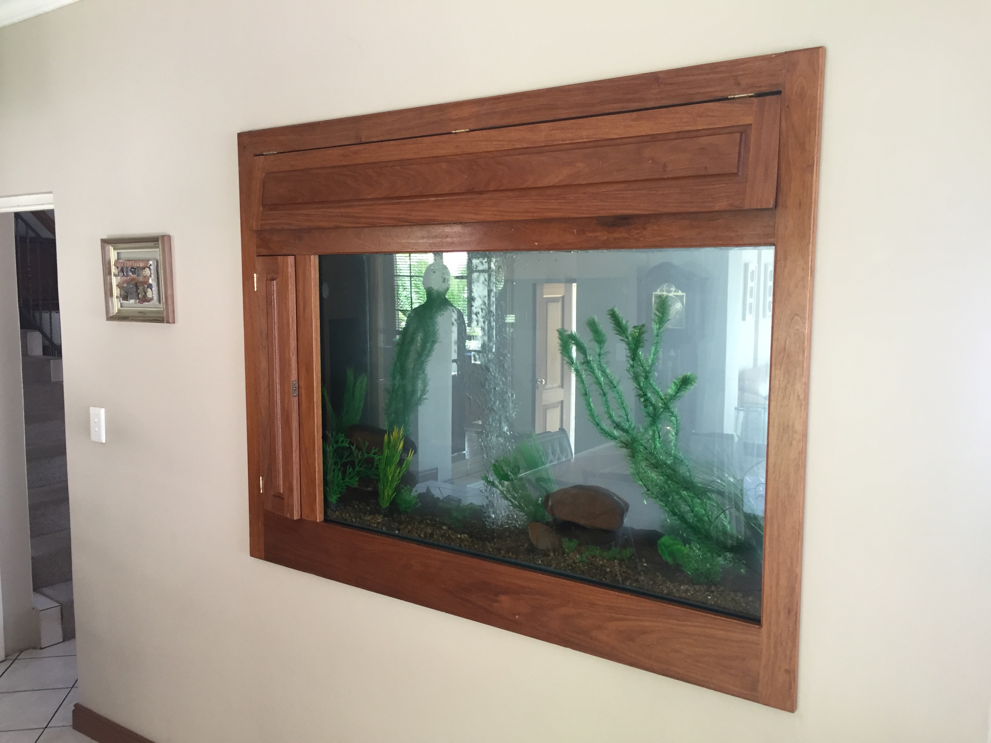 fresh water fish tank in wall. custom fish tanks