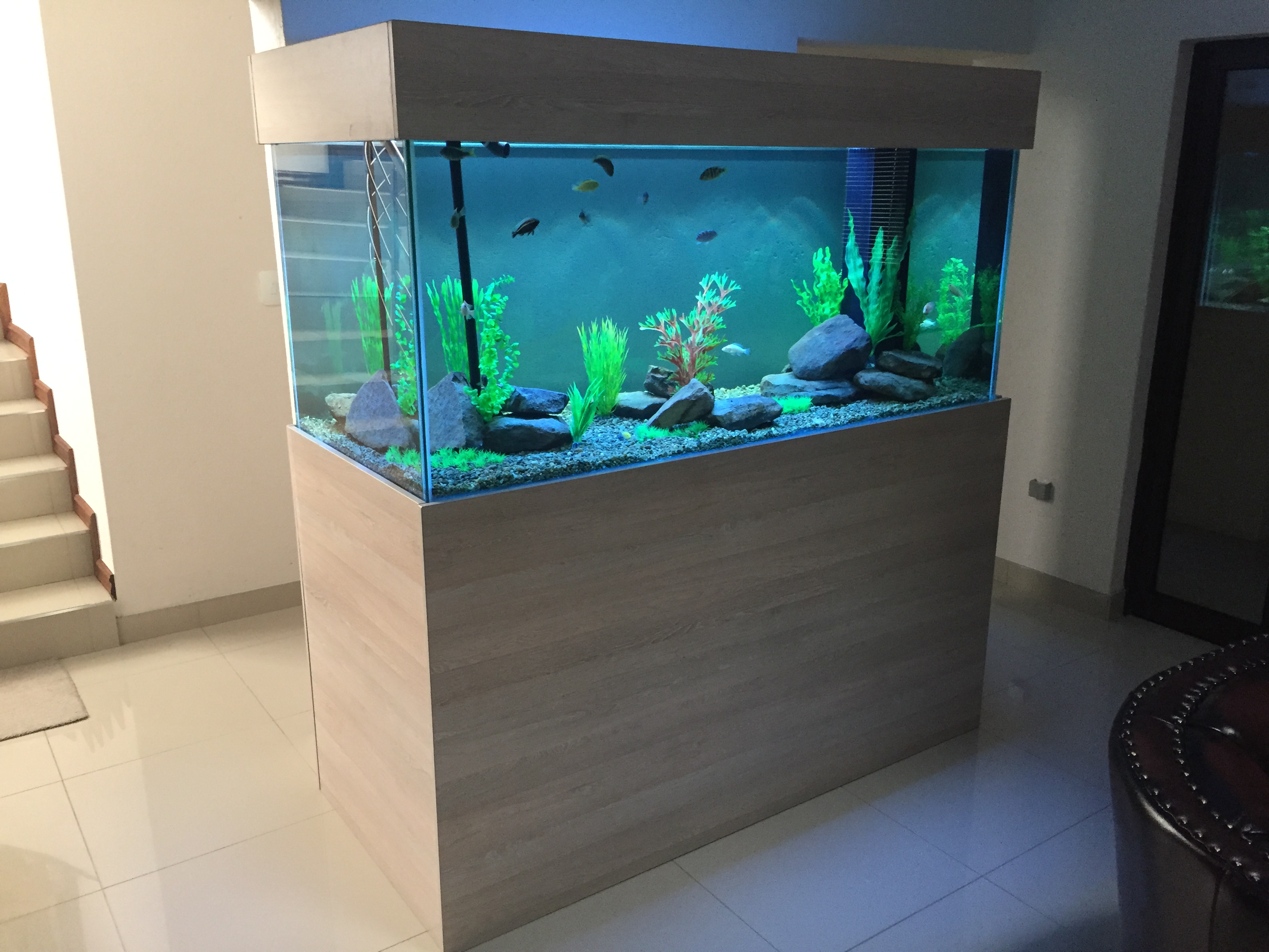 fresh water aquariums - custom fish tanks