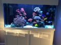 Salt water reef aquarium - customfishtanks.co.za