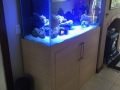 Salt water reef aquarium - custom built aquariums