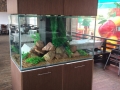 fresh water aquarium custom built aquariums.