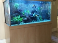 Fresh water aquarium - custom fish tanks