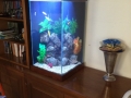 Fresh water aquarium - custom built