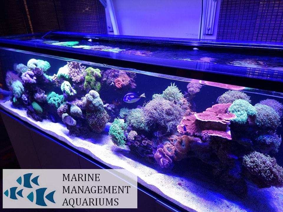 Comprehensive Guide to Fish Tank Maintenance: Cleaning Your Saltwater ...