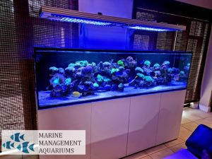 Blue fish 400