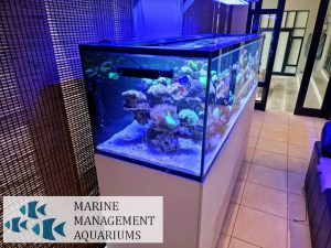 Blue Fish Aquariums