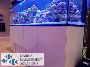Blue Fish Aquariums