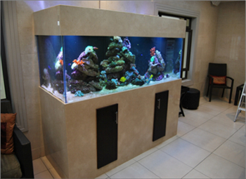 Standard Aquariums - Custom Fish Tanks & Aquariums